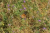 Vanessa cardui Vanessa cardui