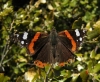 Vanessa atalanta Vanessa atalanta