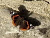 Vanessa atalanta Vanessa atalanta