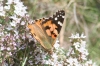 Vanessa cardui Vanessa cardui