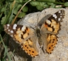 Vanessa cardui Vanessa cardui