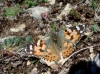 Vanessa cardui Vanessa cardui