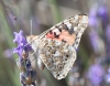Vanessa cardui Vanessa cardui