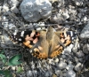 Vanessa cardui Vanessa cardui
