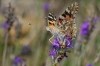 Vanessa cardui Vanessa cardui