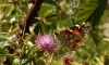 Vanessa cardui Vanessa cardui