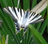 Iphiclides feisthamelii Iphiclides feisthamelii