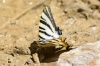 Iphiclides feisthamelii Iphiclides feisthamelii