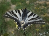 Iphiclides feisthamelii Iphiclides feisthamelii