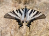 Iphiclides feisthamelii Iphiclides feisthamelii