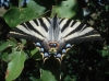 Iphiclides feisthamelii Iphiclides feisthamelii