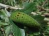 Iphiclides feisthamelii Iphiclides feisthamelii