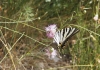 Iphiclides feisthamelii Iphiclides feisthamelii