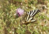 Iphiclides feisthamelii Iphiclides feisthamelii