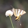 Iphiclides feisthamelii Iphiclides feisthamelii