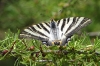 Iphiclides feisthamelii Iphiclides feisthamelii