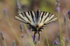 Iphiclides feisthamelii Iphiclides feisthamelii