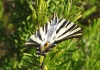 Iphiclides feisthamelii Iphiclides feisthamelii