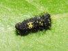 Iphiclides feisthamelii Iphiclides feisthamelii