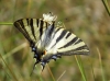 Iphiclides feisthamelii Iphiclides feisthamelii