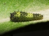 Iphiclides feisthamelii Iphiclides feisthamelii
