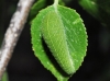Iphiclides feisthamelii Iphiclides feisthamelii
