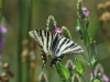 Iphiclides feisthamelii Iphiclides feisthamelii