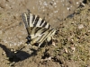 Iphiclides feisthamelii Iphiclides feisthamelii