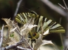 Iphiclides feisthamelii Iphiclides feisthamelii