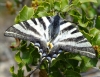 Iphiclides feisthamelii Iphiclides feisthamelii