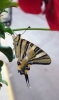 Iphiclides podalirius ssp. feisthamelii Iphiclides podalirius ssp. feisthamelii