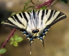 Iphiclides podalirius ssp. feisthamelii