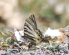 Iphiclides podalirius ssp. feisthamelii Iphiclides podalirius ssp. feisthamelii
