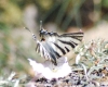 Iphiclides podalirius ssp. feisthamelii Iphiclides podalirius ssp. feisthamelii