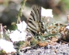 Iphiclides podalirius ssp. feisthamelii Iphiclides podalirius ssp. feisthamelii