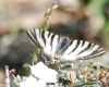 Iphiclides podalirius ssp. feisthamelii Iphiclides podalirius ssp. feisthamelii