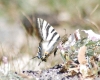 Iphiclides podalirius ssp. feisthamelii Iphiclides podalirius ssp. feisthamelii