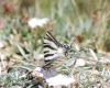 Iphiclides podalirius ssp. feisthamelii Iphiclides podalirius ssp. feisthamelii