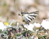 Iphiclides podalirius ssp. feisthamelii Iphiclides podalirius ssp. feisthamelii