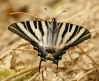 Iphiclides podalirius feisthamelii Iphiclides podalirius feisthamelii