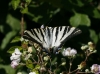 Iphiclides podalirius feisthamelii Iphiclides podalirius feisthamelii