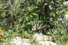 Iphiclides podalirius ssp. feisthamelii Iphiclides podalirius ssp. feisthamelii