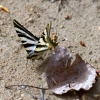 Iphiclides podalirius ssp. feisthamelii Iphiclides podalirius ssp. feisthamelii