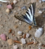 Iphiclides podalirius ssp. feisthamelii Iphiclides podalirius ssp. feisthamelii