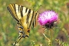 Iphiclides podalirius ssp. feisthamelii Iphiclides podalirius ssp. feisthamelii