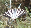 Iphiclides podalirius ssp. feisthamelii Iphiclides podalirius ssp. feisthamelii