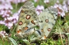 Parnassius apollo Parnassius apollo