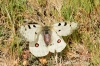 Parnassius apollo Parnassius apollo