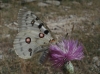 Parnassius apollo Parnassius apollo