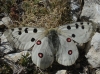 Parnassius apollo Parnassius apollo